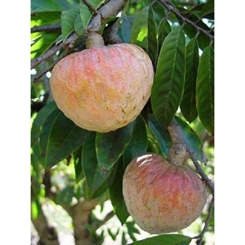 Cây Na LÊ Giống
