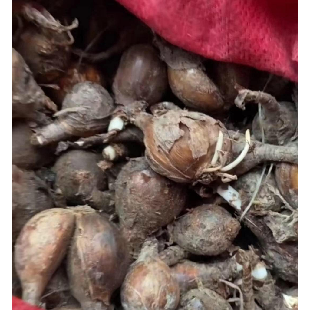 củ giống hoa bỉ ngạn đỏ ngậm nụ