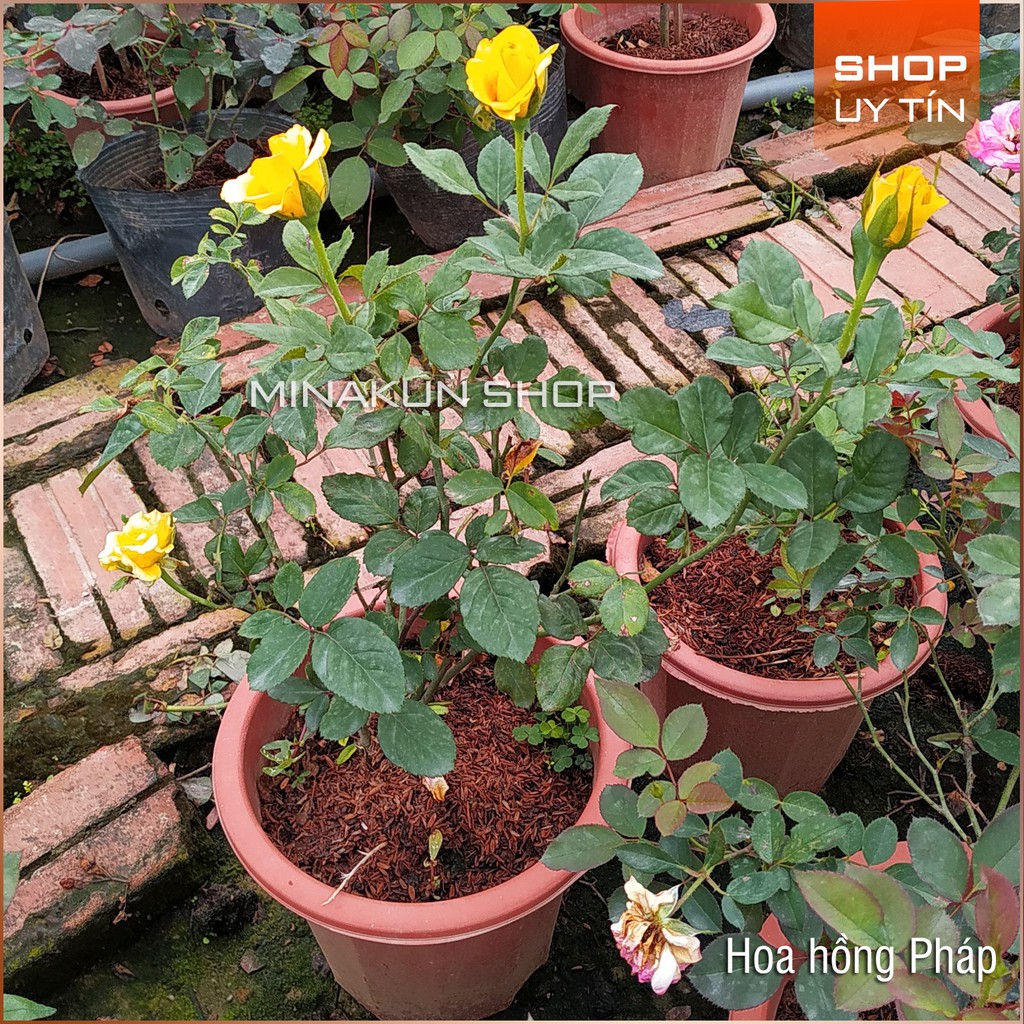 Hoa hồng ngoại Vàng Pháp
