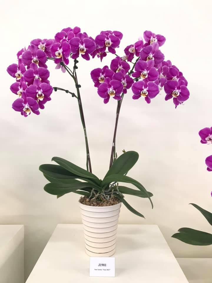 Combo 3 Lan 3 Màu 2 ngồng hoa - Hoa Đại - Cốc 2.8