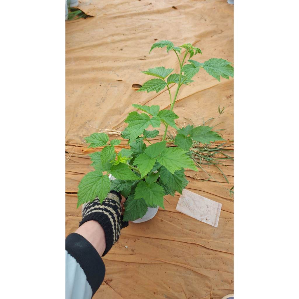 Cây Mâm Xôi Vàng- Yellow Raspberry