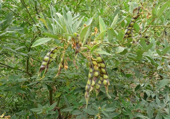 Hạt giống cây đậu săng ( còn được gọi là đậu triều, đậu chiều, mộc đậu, đậu chè )-gói 500gram