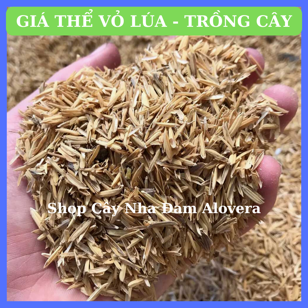Vỏ Trấu - Vỏ Lúa Trồng Cây Rau Sạch