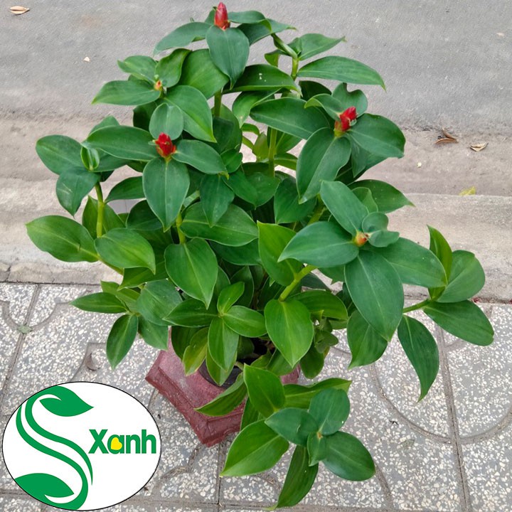 Cây Hoa Phúc Lộc Thọ