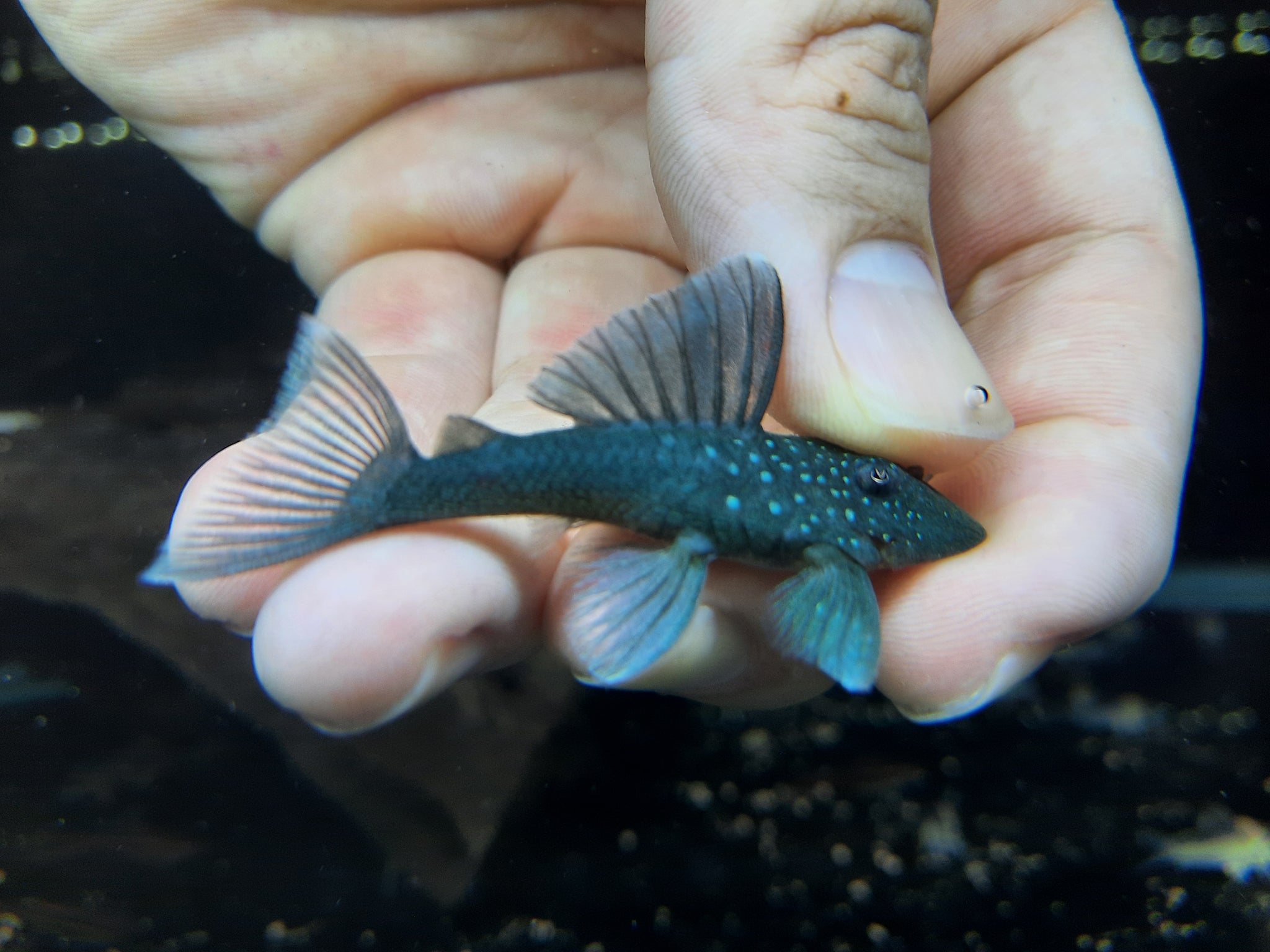 Livestock]Pleco L128 5-6cm | Aquatic Animals | Fish | Aquarium Live Pet  Fishes | Small Medium Fish | Lazada Singapore