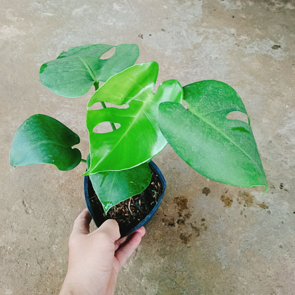Trầu Bà Lá Xẻ - trầu bà nam mỹ