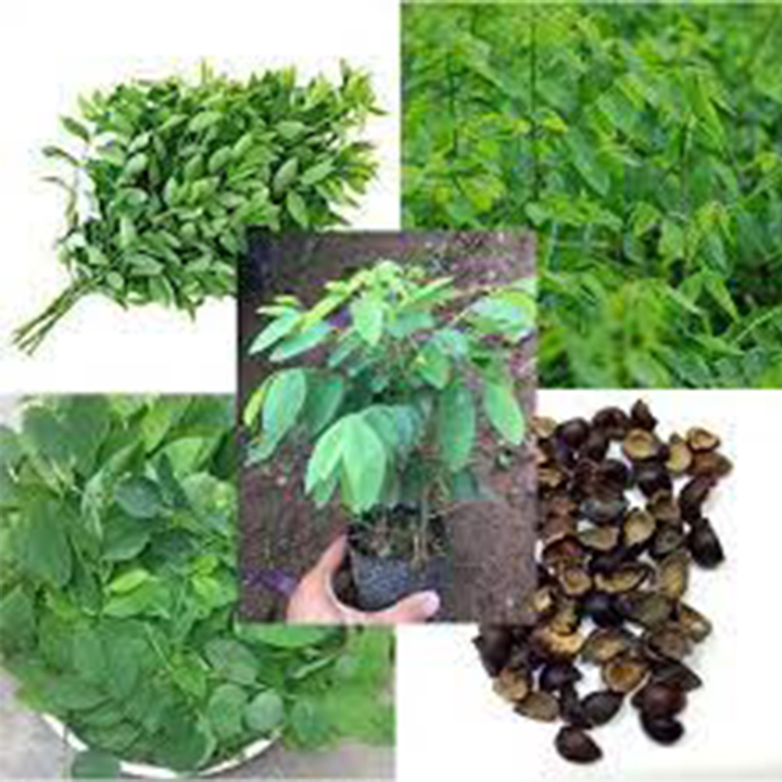 Hạt giống rau ngót 30 hạt ( rau bồ ngót)
