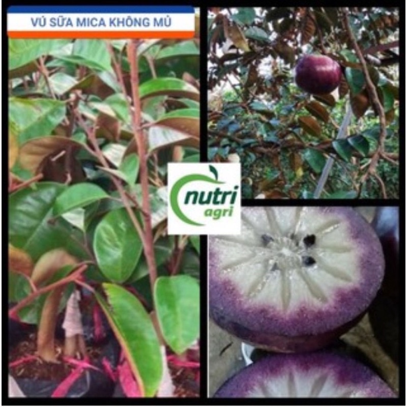 CÂY VÚ SỮA MICA (THƠM NGON VỎ MỌNG)