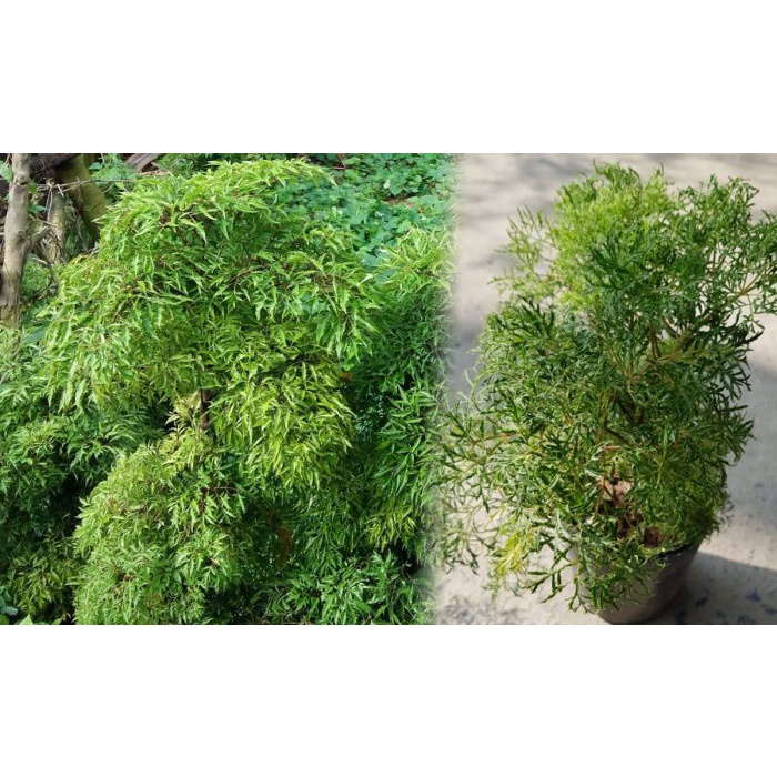 Cây Đinh lăng ta lá nếp - cây giống