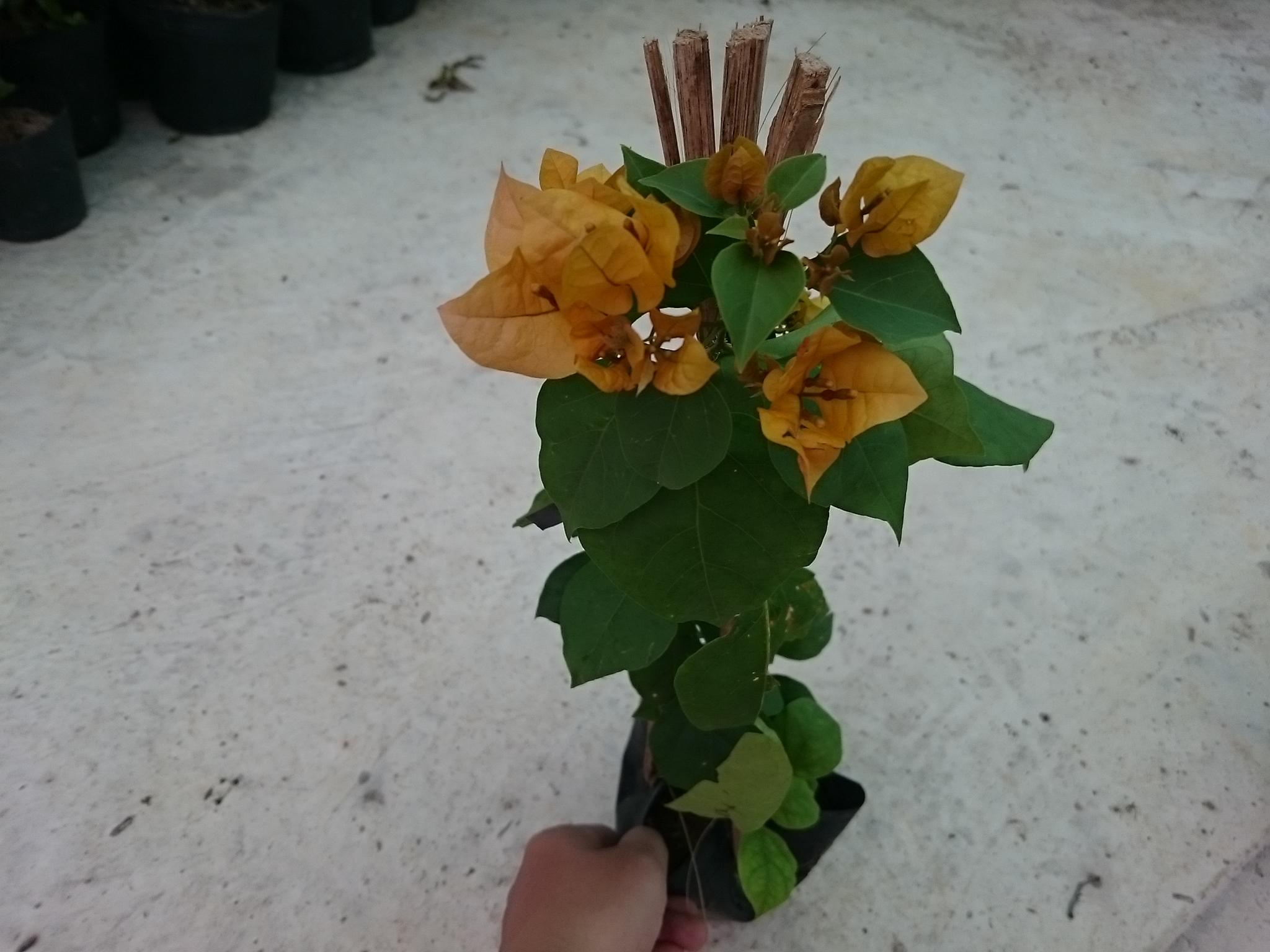 Cây Bông Giấy Vàng - cây cảnh sân vườn