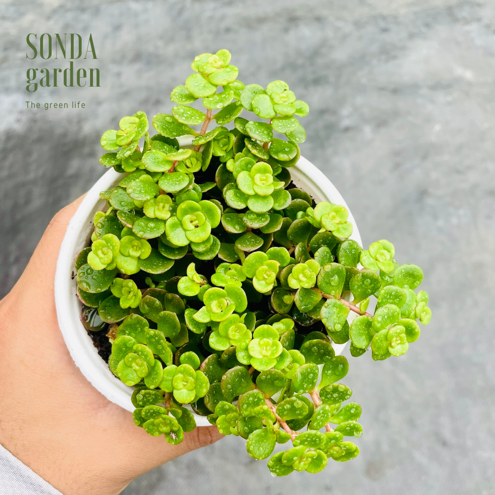SEN ĐÁ SEDUM VẢY CÁ SIZE TRUNG BÌNH LỖI 1 ĐỔI 1