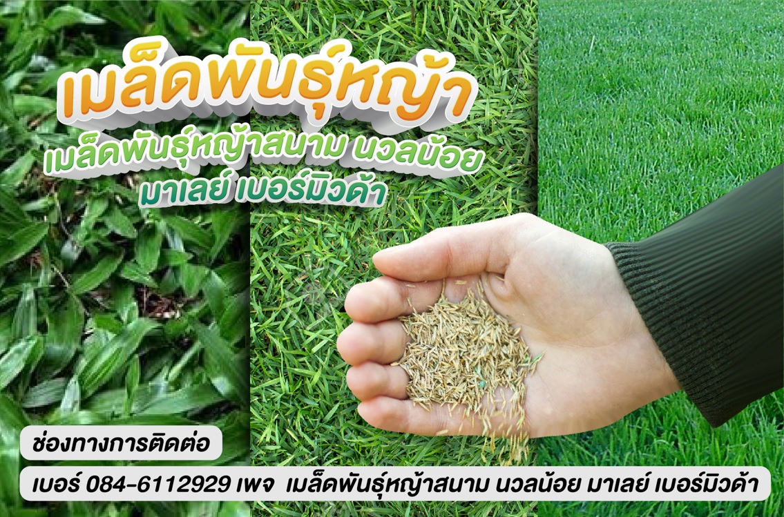 เมล็ดหญ้านวลน้อย 100 กรัม ราคาพิเศษ Manila Grass ยิ่งซื้อยิ่งถูก ลดสูง