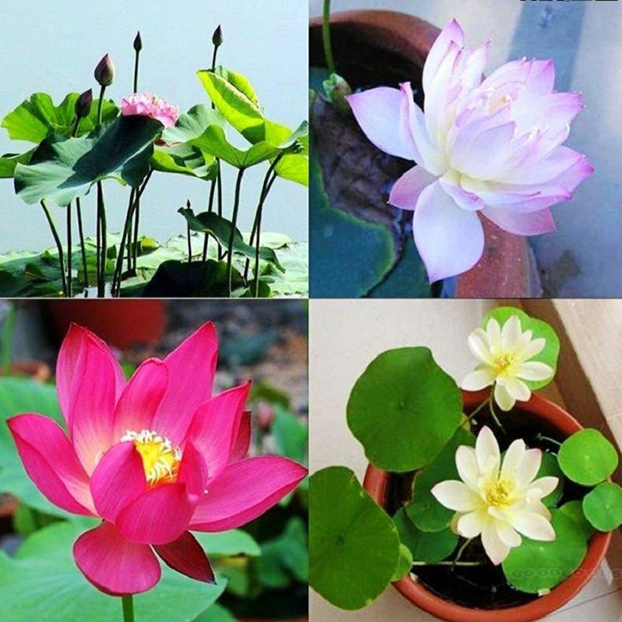 HẠT GIỐNG HOA SEN NHẬT MINI - GÓI 5 HẠT