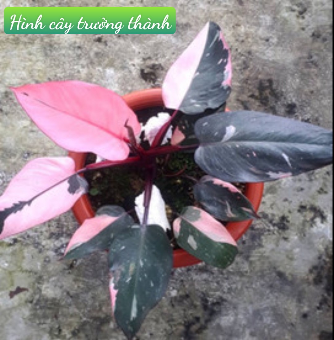 Công Chúa Hồng (Philodendron pink princess)