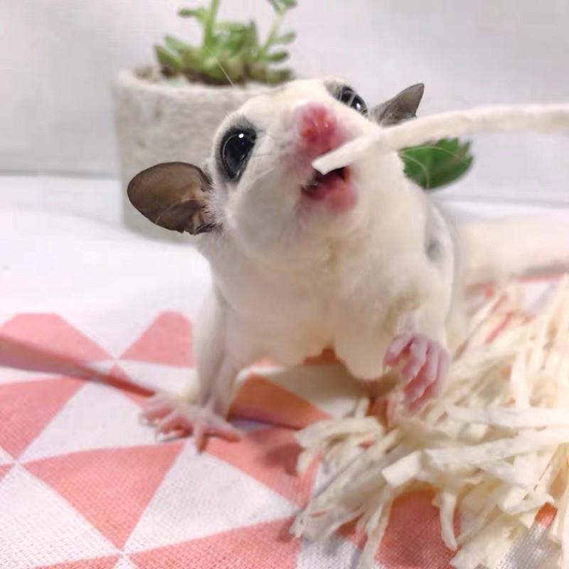 Cua sợi dành cho Hamster / Sóc bay