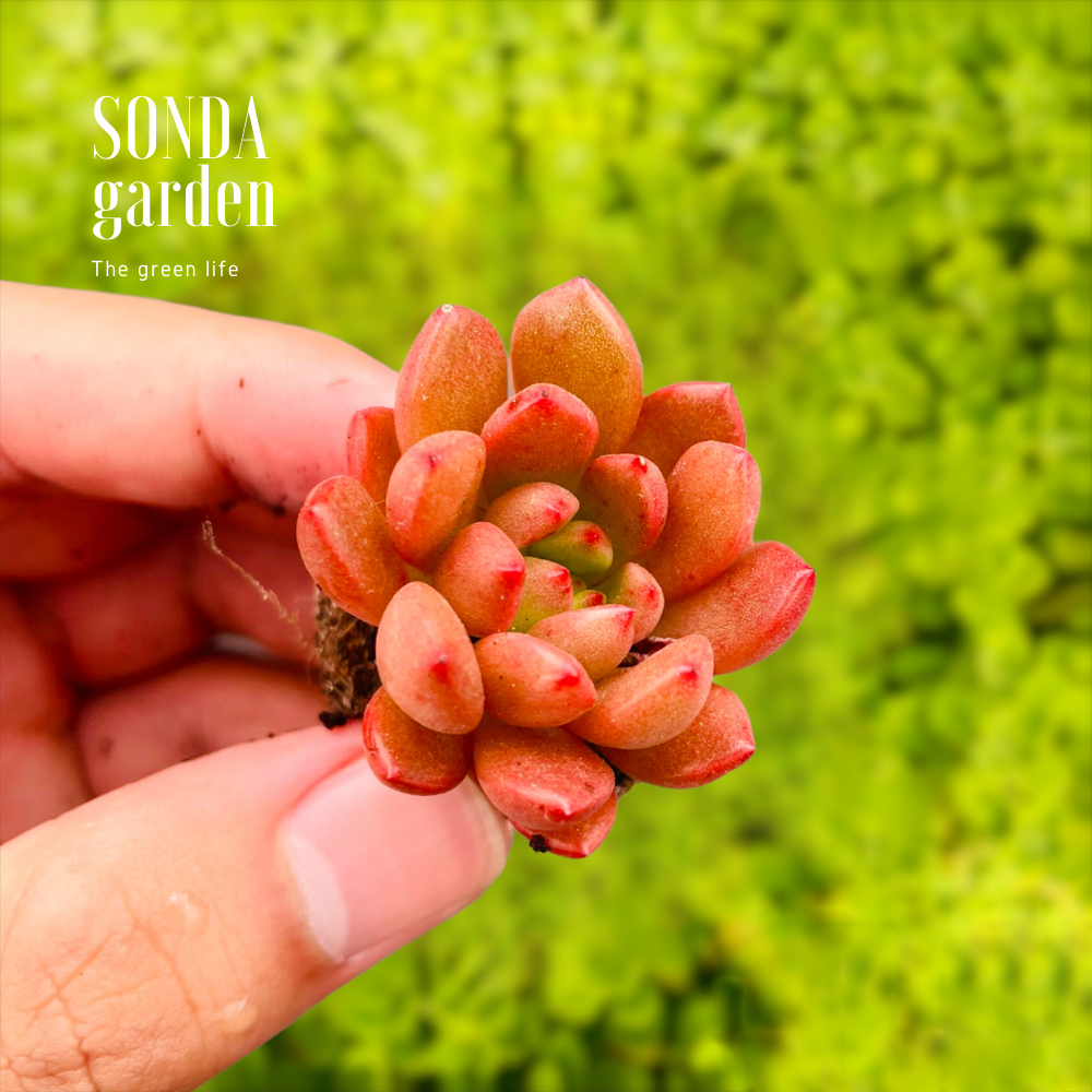 SEN ĐÁ RUBY SIZE MINI, LỖI 1 ĐỔI 1