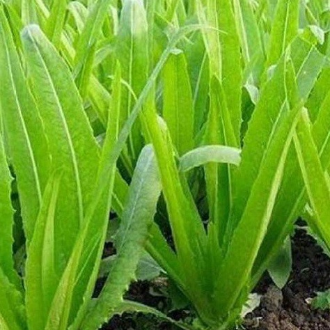 2gr HẠT GIỐNG RAU DIẾP NẾP XANH (rau diếp thơm)