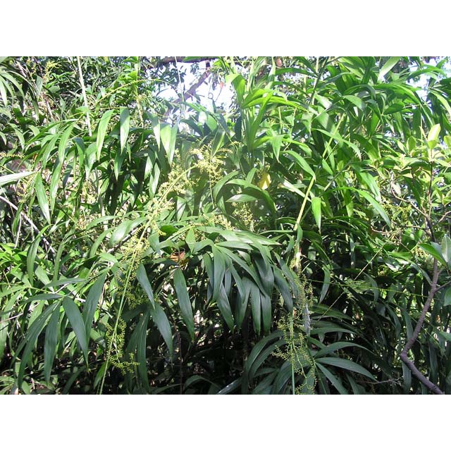 Cây giống cây Mây rừng thu quả, dây làm đan lát