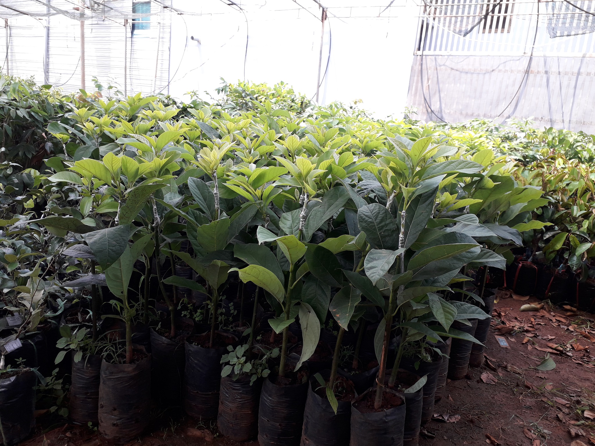 Cây Bơ Sáp giống siêu sớm [ cây ghép ]