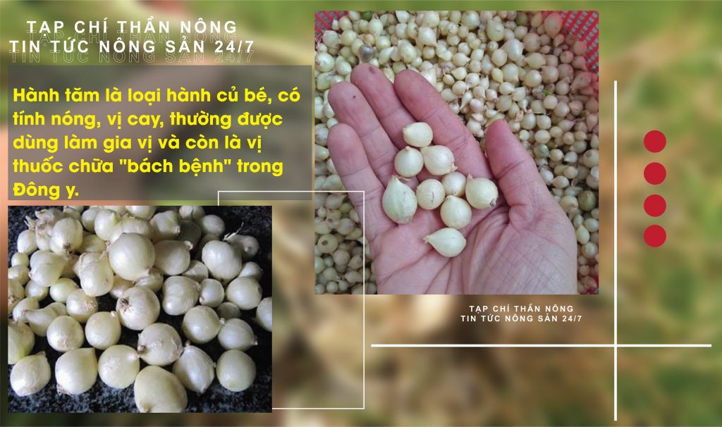 Hành tăm ( củ nén)