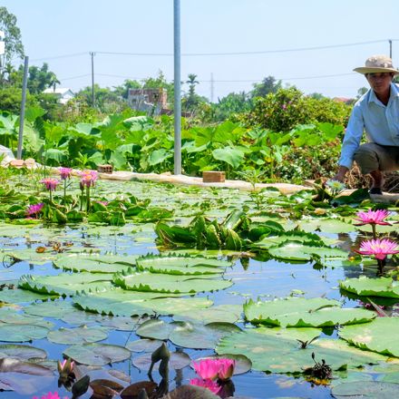 Phân Bón Cho Hoa Sen, Hoa Súng Và Cây Ngập Nước (Gói 24 Viên)
