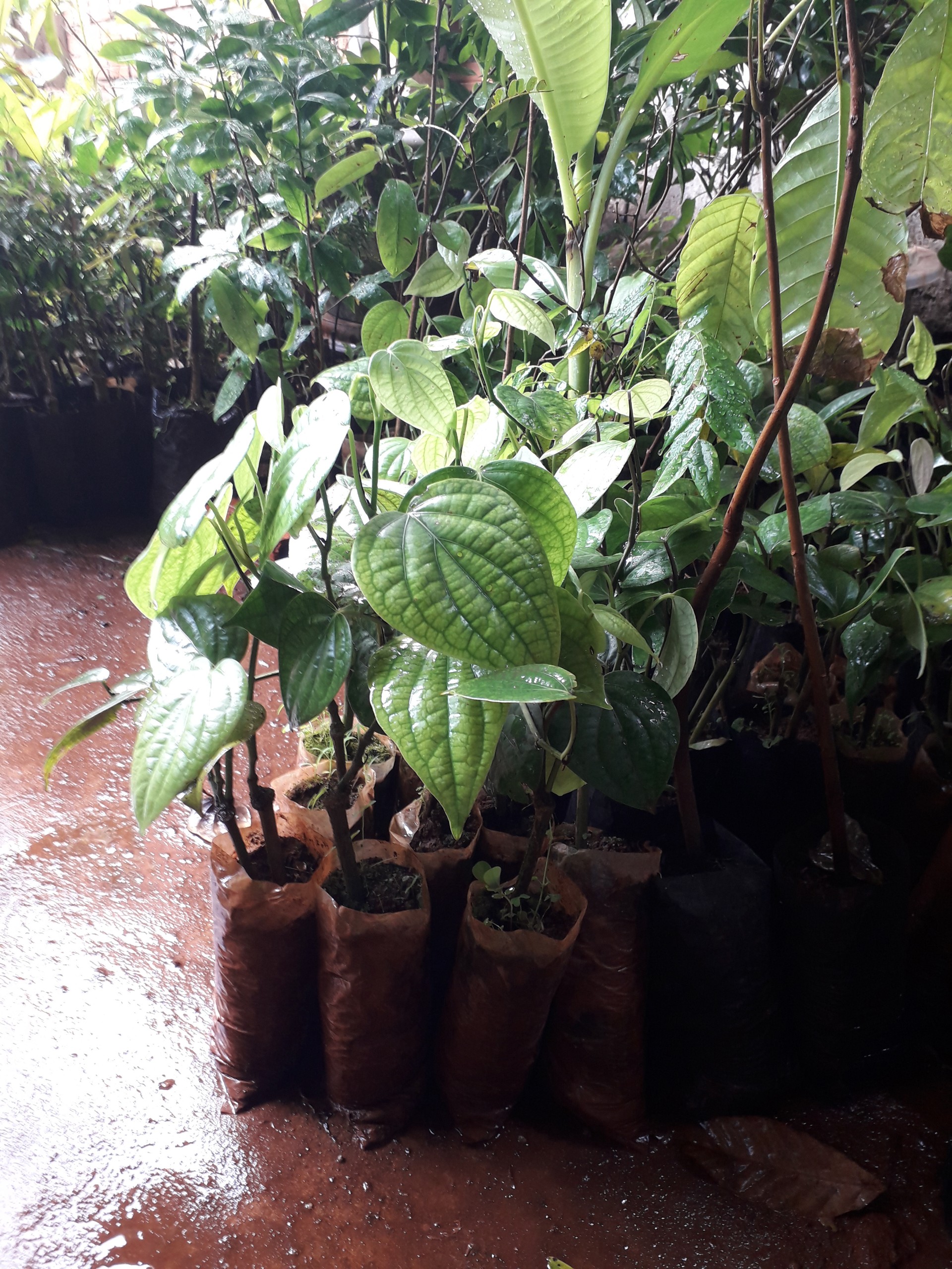 Combo 10 cây Tiêu giống chuẩn .