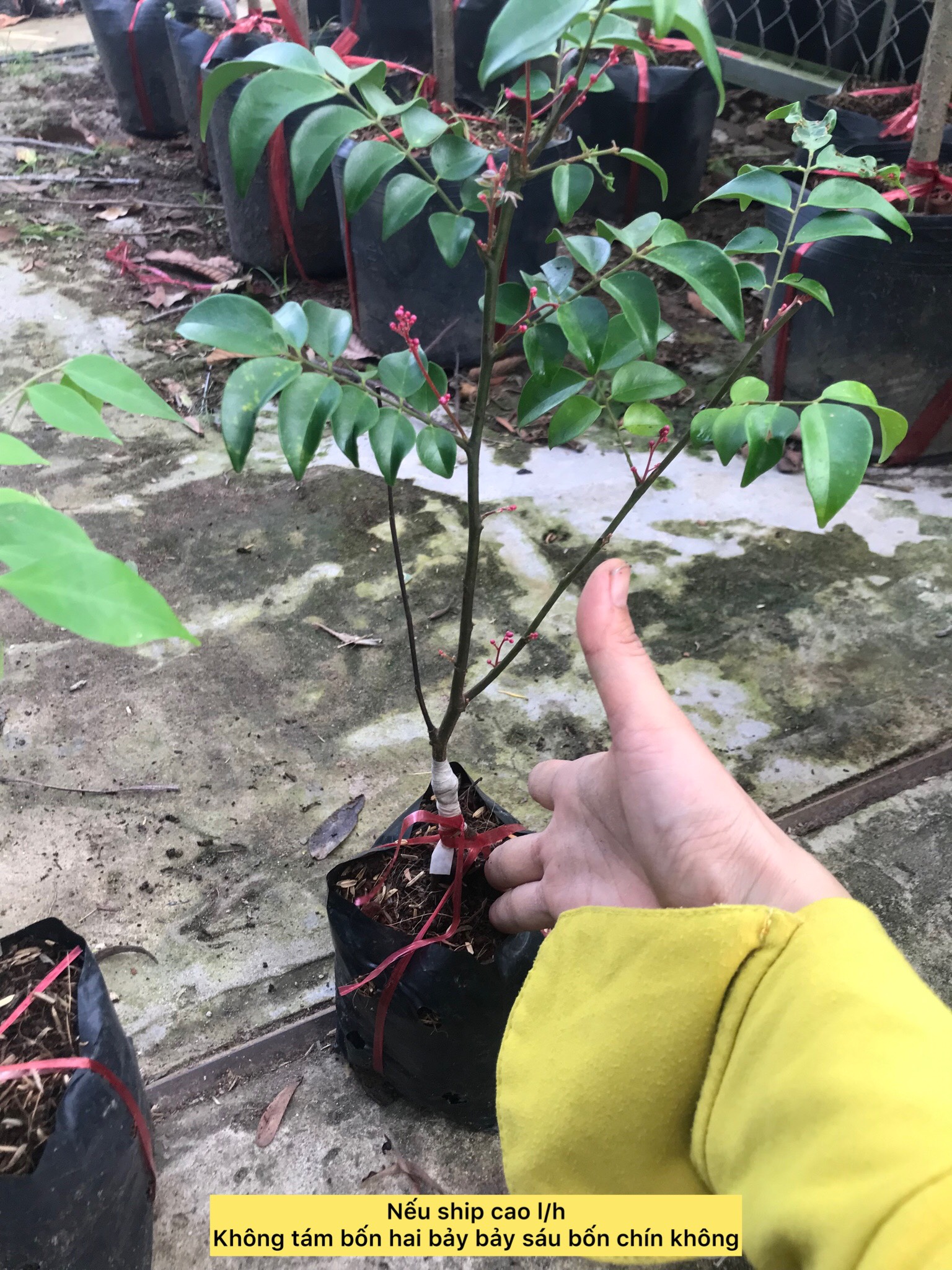 Caykiengsadec cây khế ngọt + tặng phân bón - cây trang trí nội thất cảnh quan sân vườn ngoài trời - hoa kiểng lá