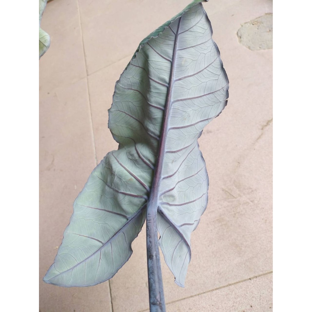 Cây giống khoai môn tím (khoai môn ngọt)
