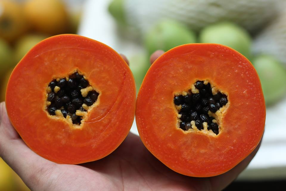 com bo 2 cây giống đu đủ ruột đỏ