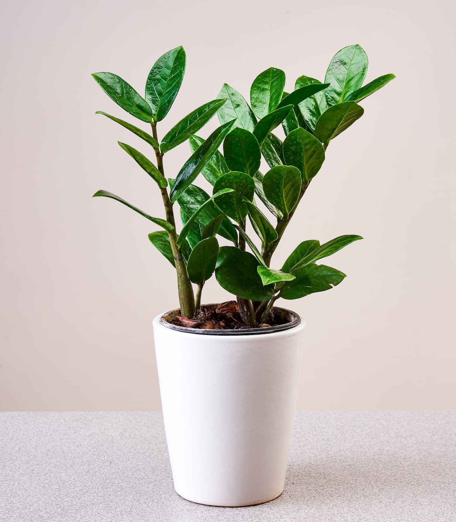 zamioculcas zamiifolia zz plant - fresh gardening indoor plant