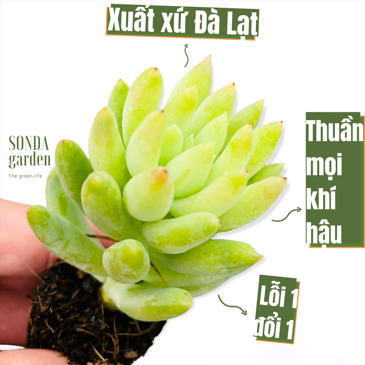 SEN ĐÁ CHUỖI NGỌC ĐỨNG SIZE MINI ĐÀ LẠT LỖI 1 ĐỔI 1