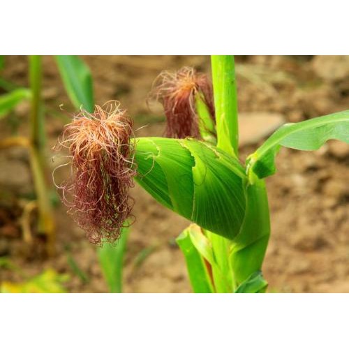 Râu bắp khô, râu ngô (nấu nước sâm) 100 gram