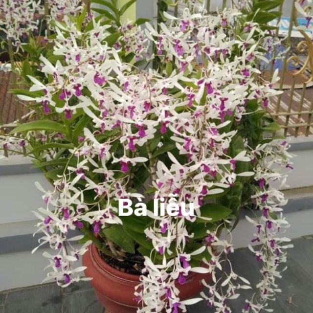 Cây giống lan denro nắng bà liễu xưa, hoa cực thơm