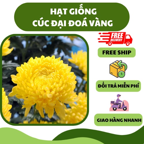 Hạt giống hoa cúc đại đoá vàng - bông to, dễ trồng