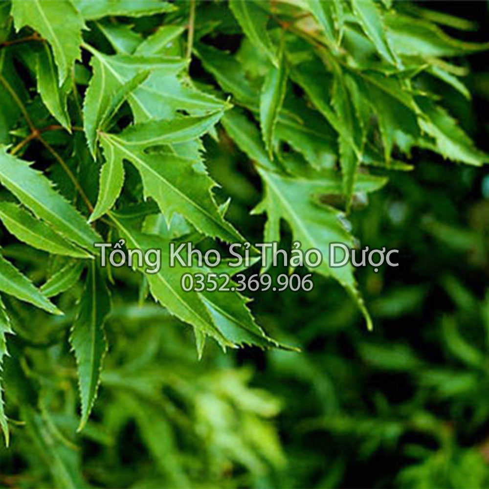 Lá đinh lăng khô 100g (Trà đinh lăng thanh lọc cơ thể, hỗ trợ mất ngủ)