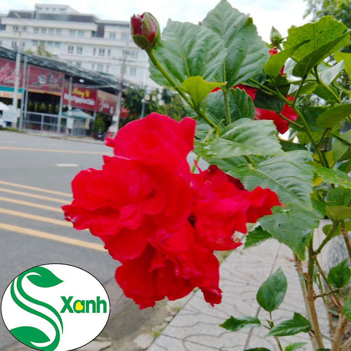 Hoa dâm bụt thái cánh kép, hoa to