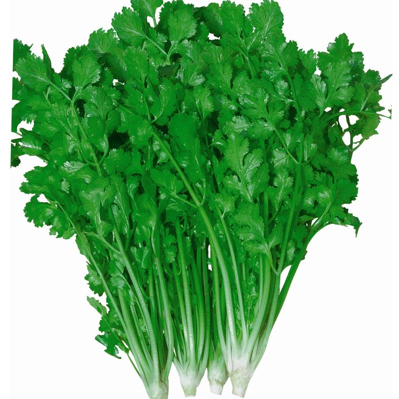 Coriander Wansoy Cilantro /Seeds 500pcs Lazada PH