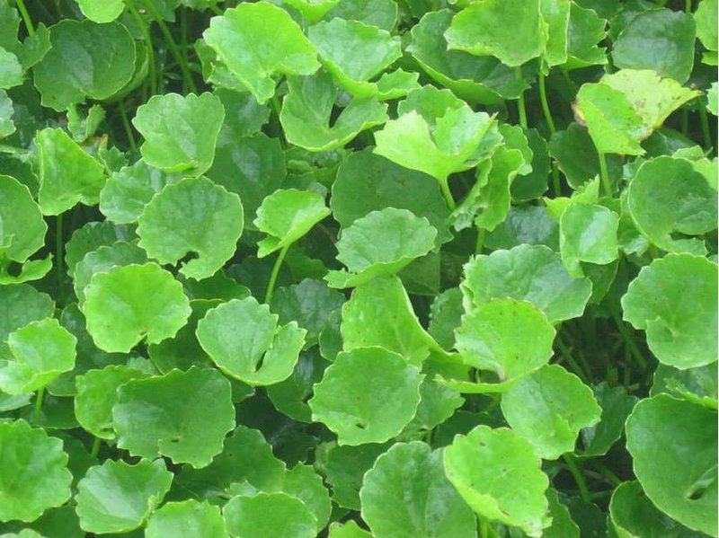 Hạt giống rau má 1g