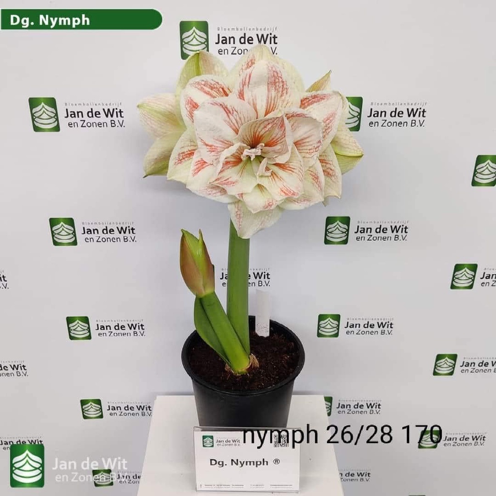 Củ hoa LAN HUỆ cánh kép ngậm nụ( LOA KÈN TÂY) HOA TẾT