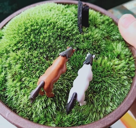 Rêu tươi dùng làm tiểu cảnh, terrarium
