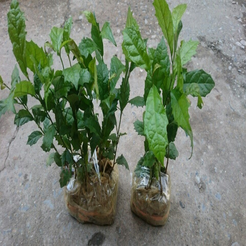 05 Cây Xạ Đen Cao 20Cm Chất