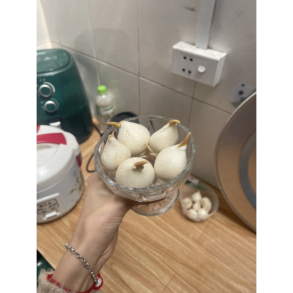Củ hoa Tuy Lip-Chuẩn giống