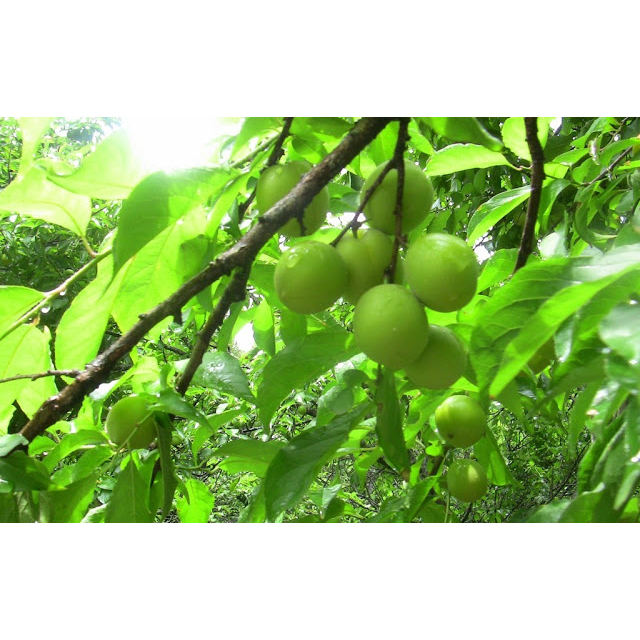 cây giống mơ chua, mơ xanh cho quả siêu sớm