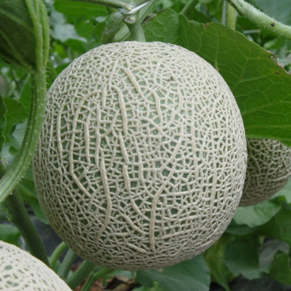 Dưa lưới giống Nhật - Ngon, giòn, ngọt