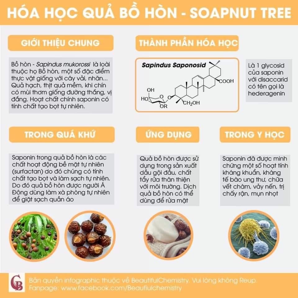 Hạt giống cây bồ hòn (100 hạt)
