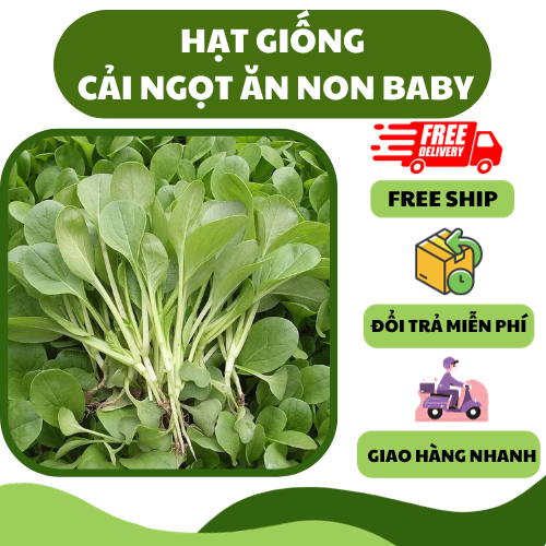 Hạt giống cải ngọt ăn non baby - giòn ngọt, dễ trồng, thu hoạch nhanh