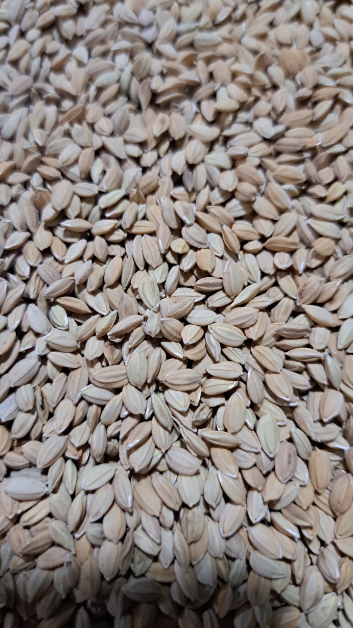 5kg Lúa tròn lúa nhật cho gà đá, hạt lúa tròn mập dùng tốt cho gà nòi gà che