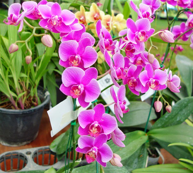 Phân bón đâm chồi vọt đọt mập đọt bung chèo đẻ nhánh (GA3 AMINO)