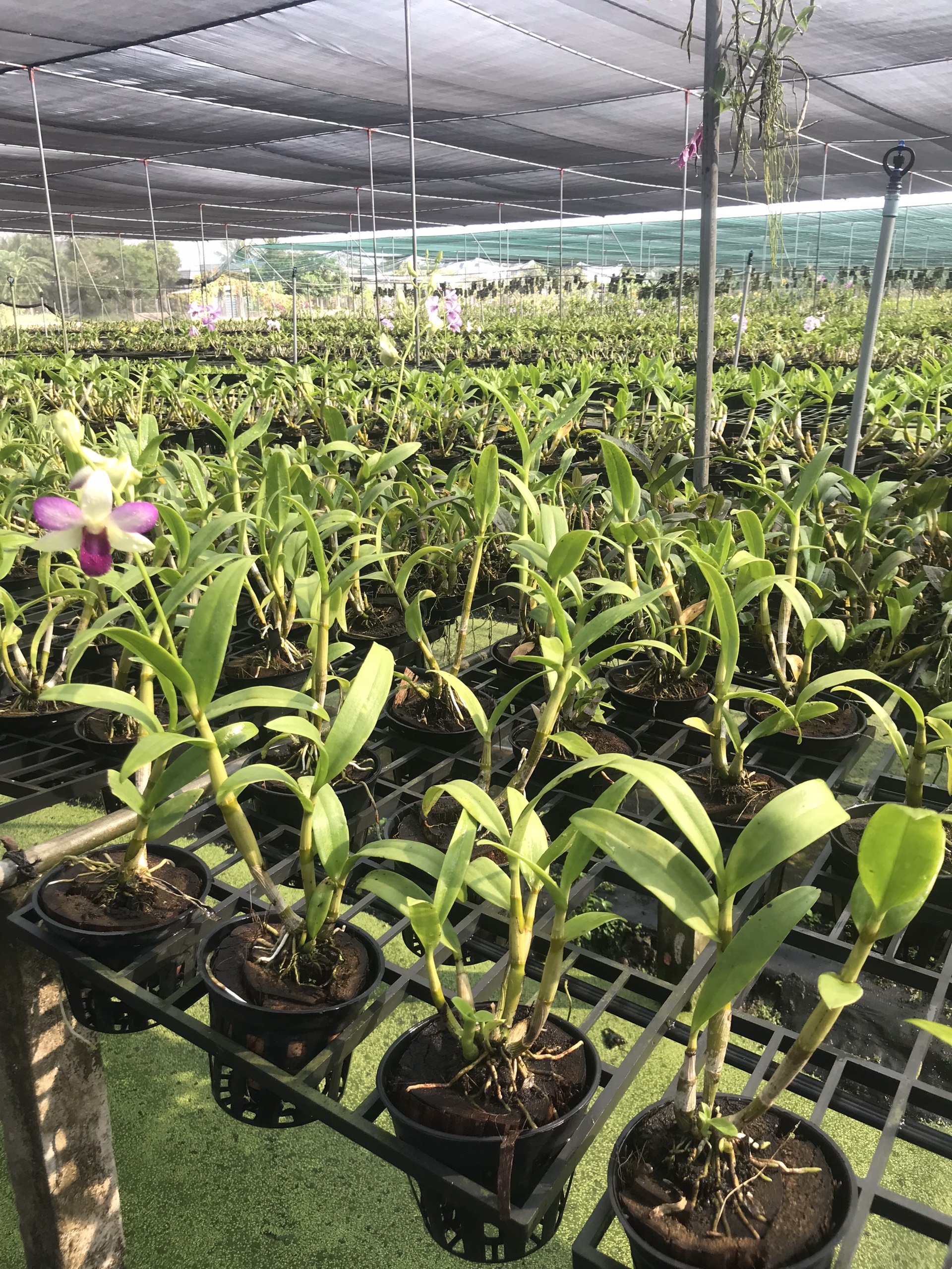 HOA LAN 5 CÁNH TRẮNG VIỀN XANH