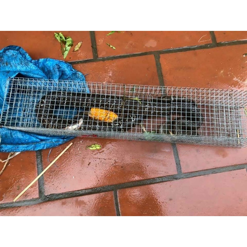 Lồng bẫy rắn hiệu quả
